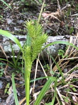 Sivun Carex lupuliformis Sartwell ex Dewey kuva