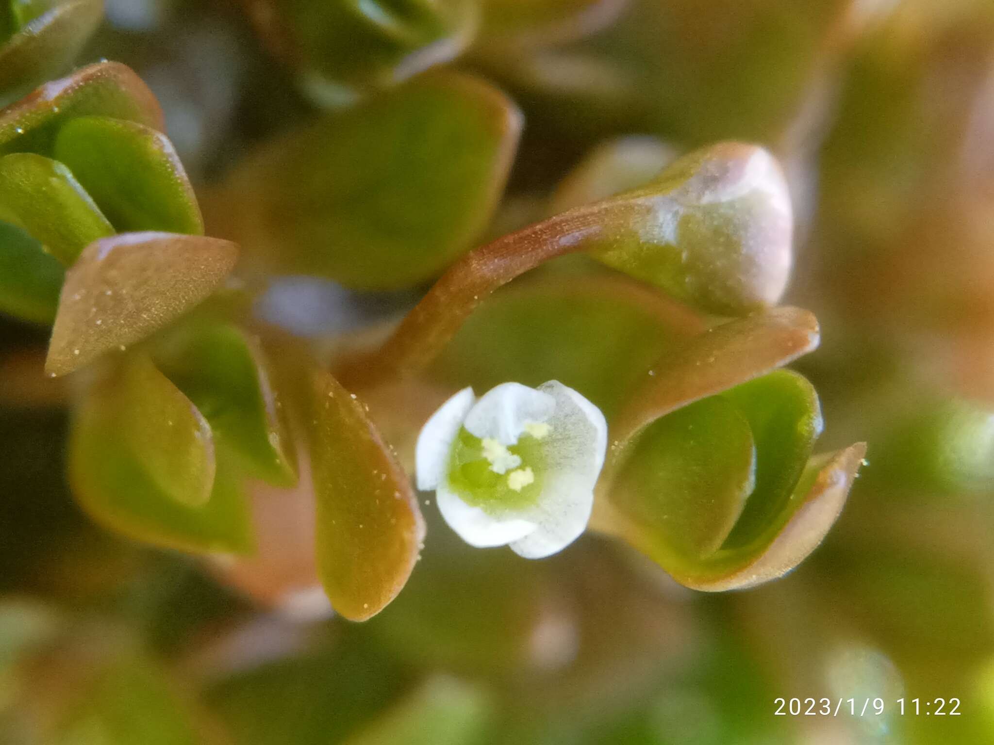 Image of Montia fontana subsp. fontana