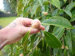 Camellia reticulata Lindl. resmi