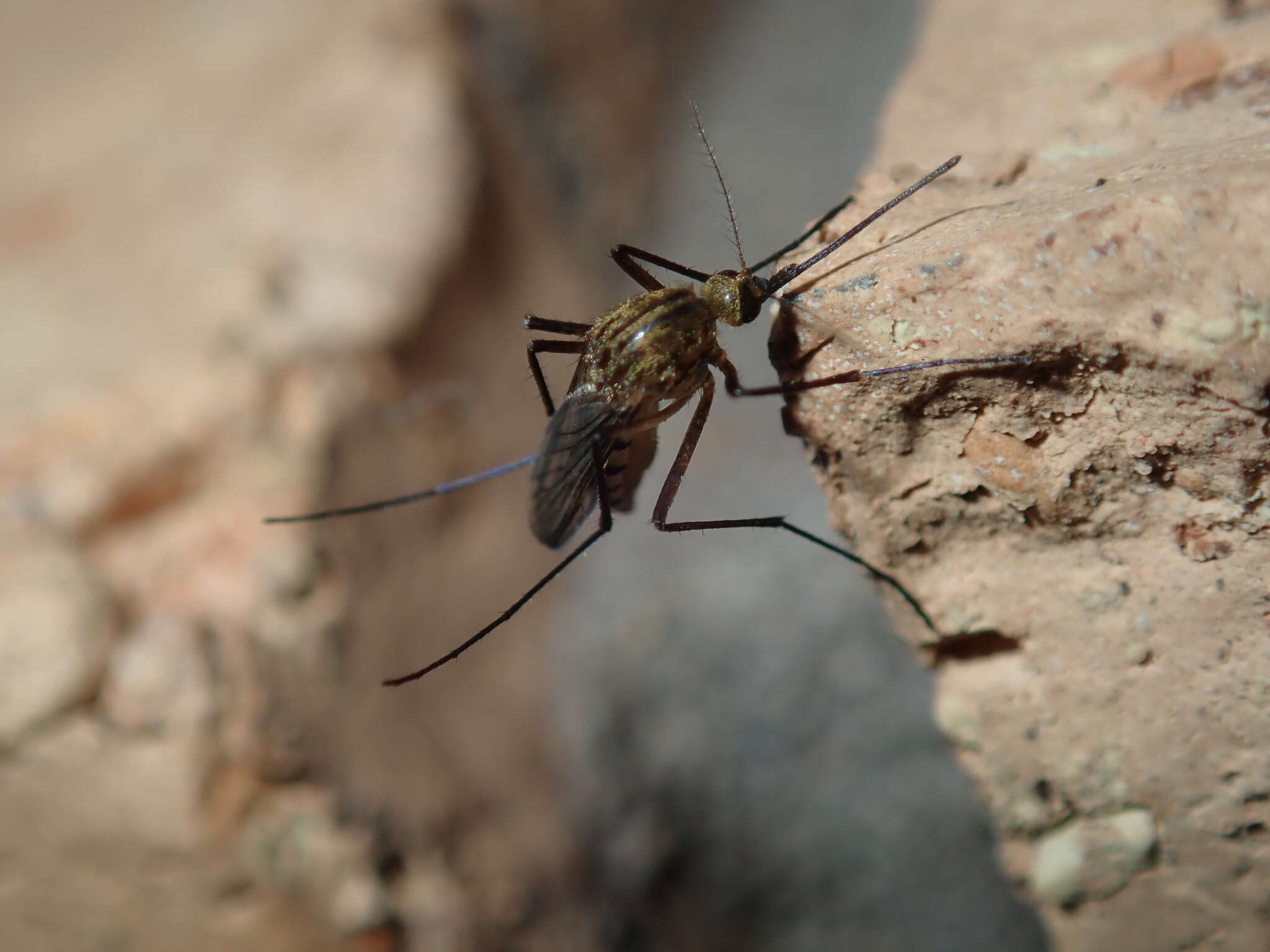 Imagem de Aedes imperfectus Dobrotworsky 1962