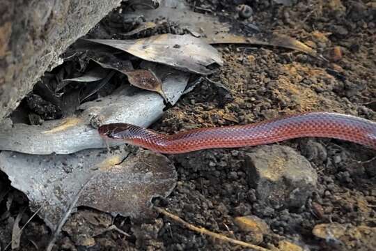 Image of Black-striped snake