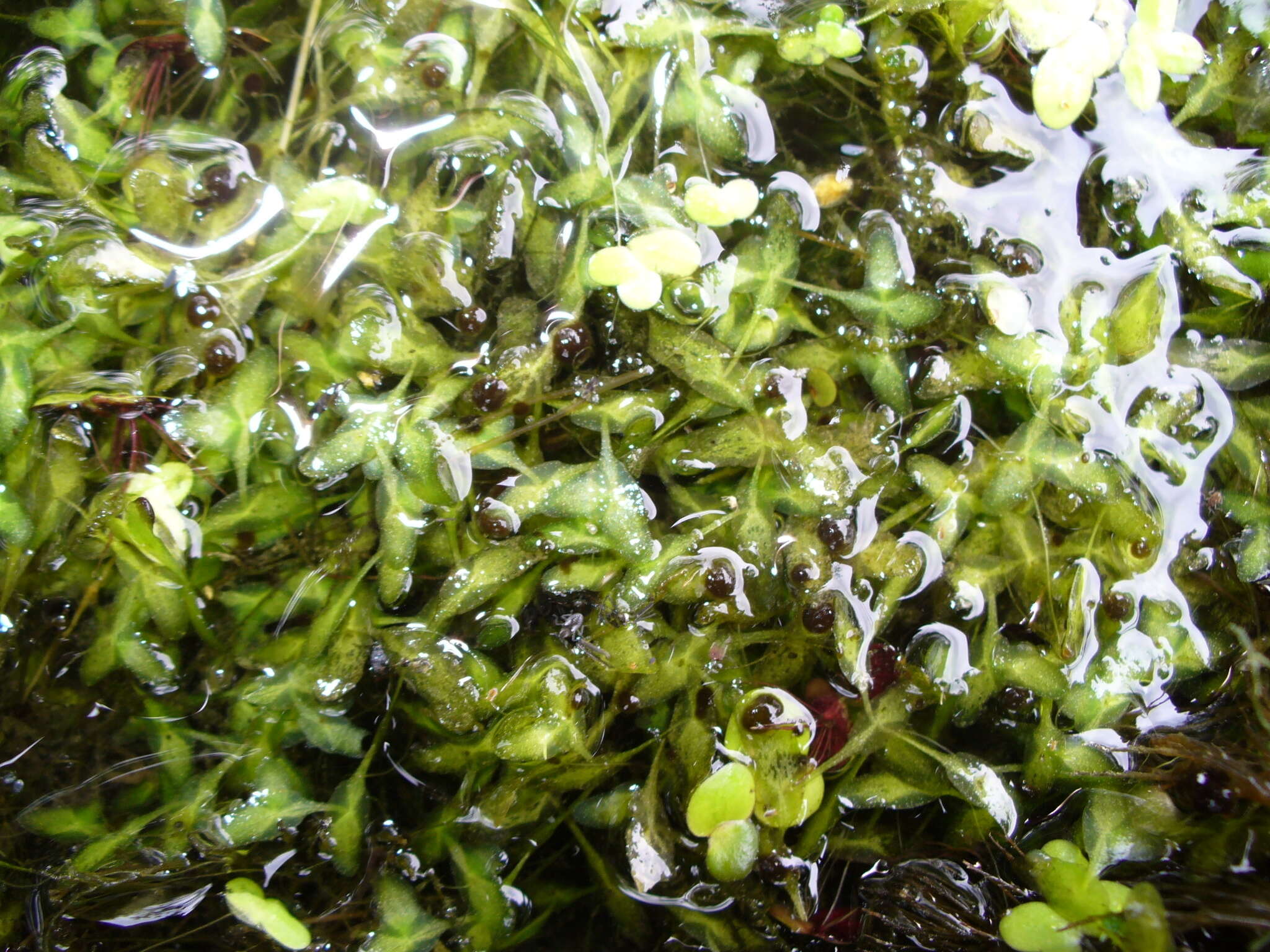 Image of Duckweed