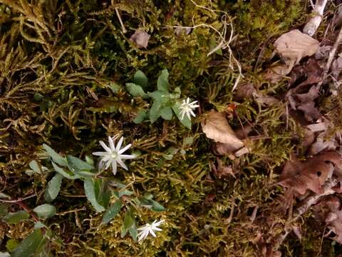 Image of star chickweed