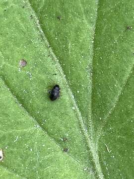 Image of Potato Flea Beetle