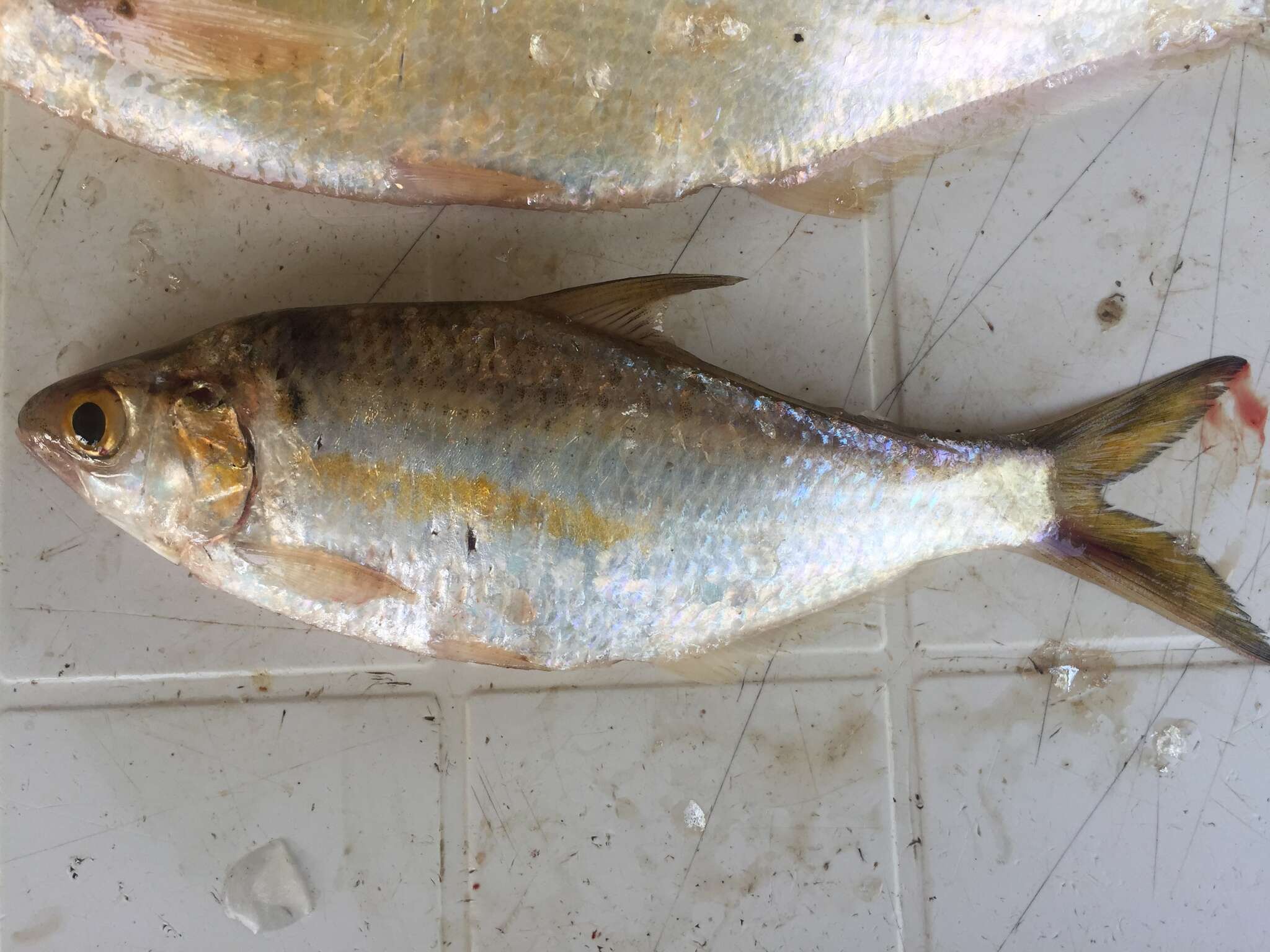 Image of Longfin gizzard shad
