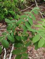 Imagem de Bursera tomentosa (Jacq.) Triana & Planch.