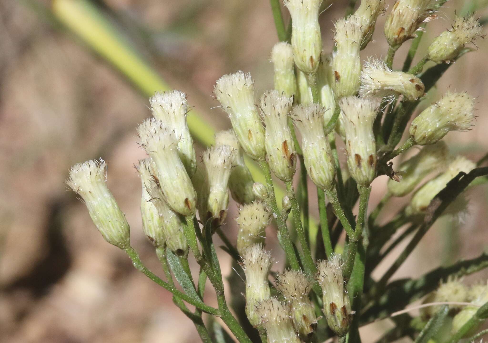 صورة Baccharis thesioides Kunth