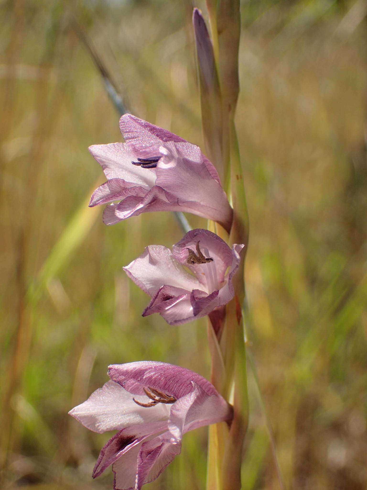 Sivun Gladiolus gregarius Welw. ex Baker kuva