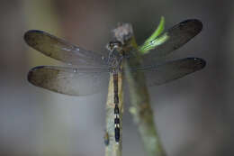 Image of Uracis fastigiata (Burmeister 1839)