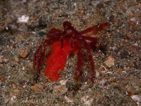 Image of Orangutang crab