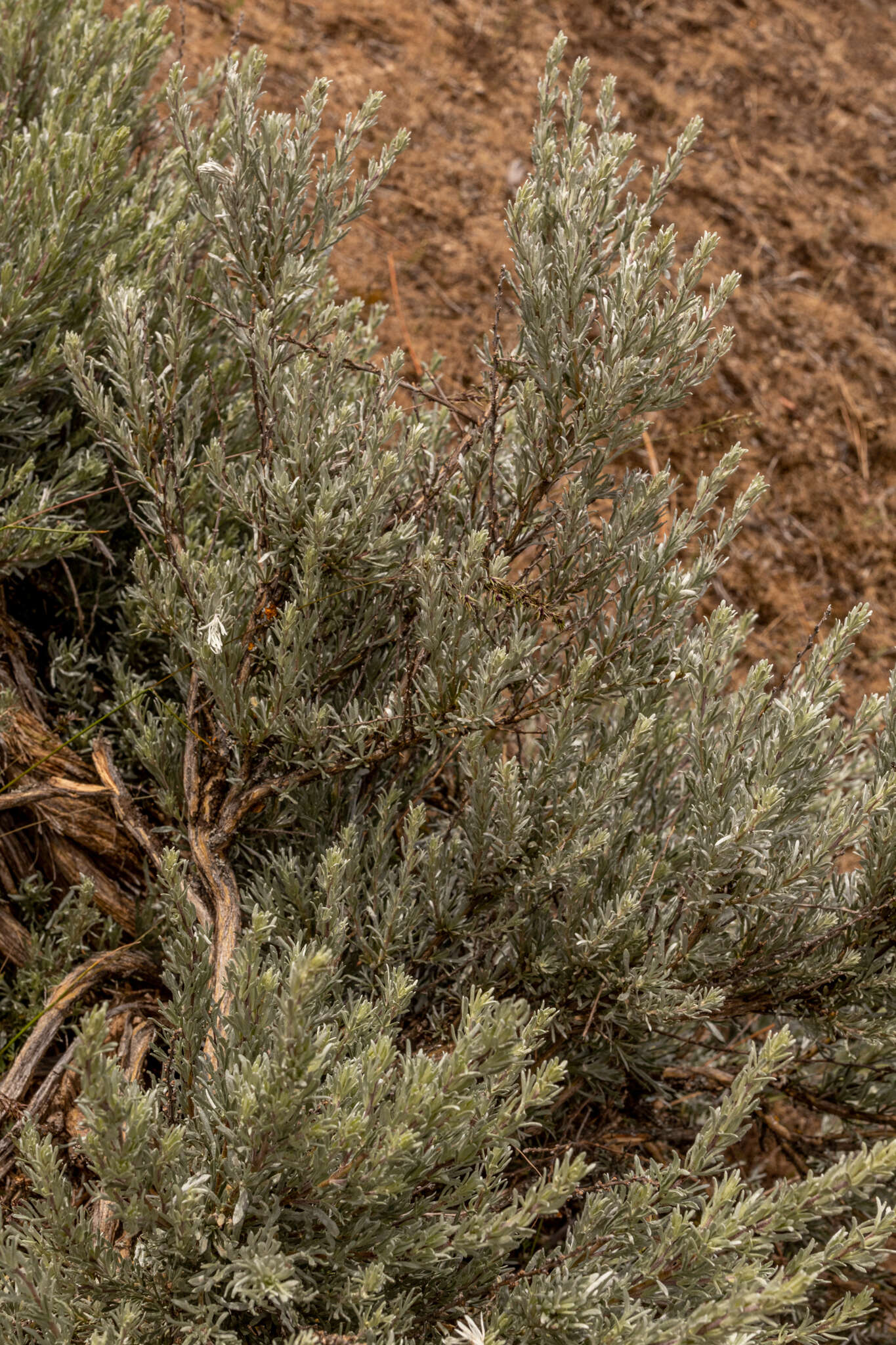 Image of scabland sagebrush