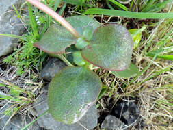 Image of Cape Province pygmyweed