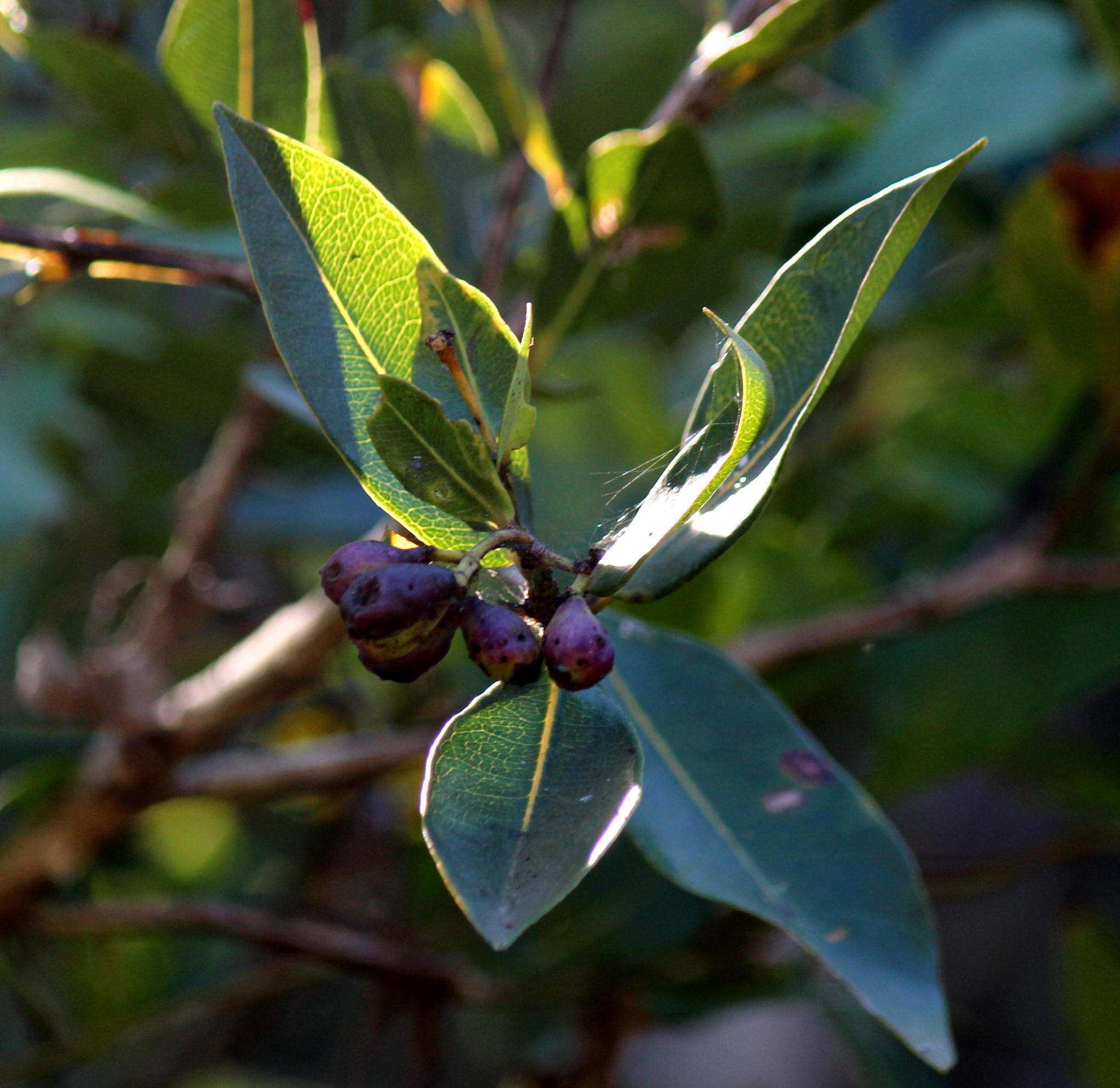 صورة Syzygium guineense subsp. guineense