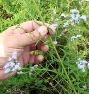 Image of ivyleaf thoroughwort