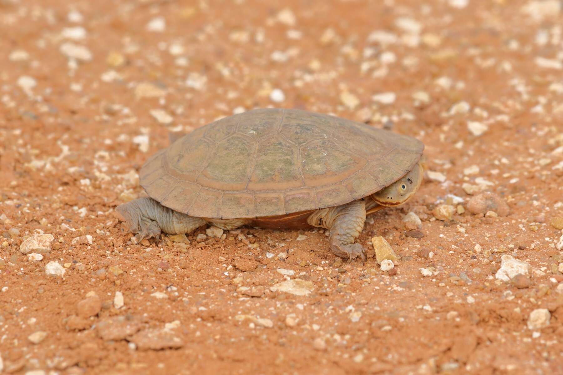 Image of Steindachner's snakeneck turtle