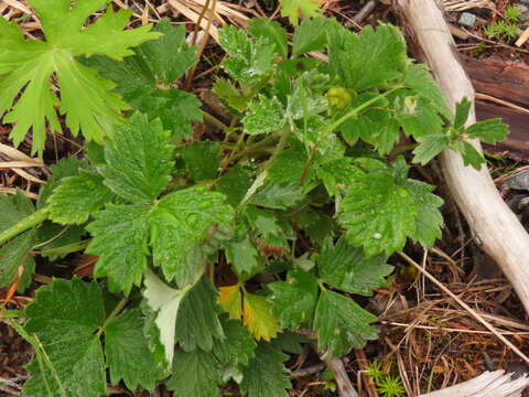 Image of Potentilla villosula B. A. Jurtzev