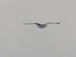 Image of Larus fuscus barabensis Johansen & HC 1960