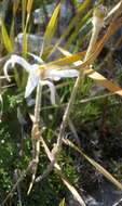 Image of Knowltonia tenuifolia (L. fil.) Mosyakin