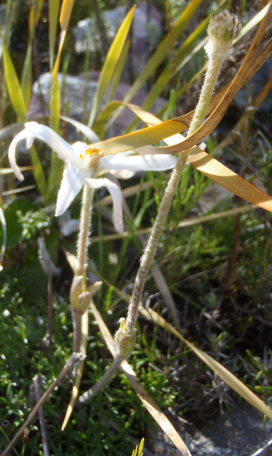 Imagem de Knowltonia tenuifolia (L. fil.) Mosyakin