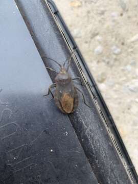 Image of Giant sweetpotato bug