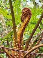 Image of Cyathea phalerata Mart.