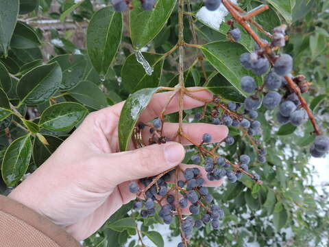 Image of glossy privet