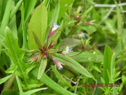 Image of maiden blue eyed Mary