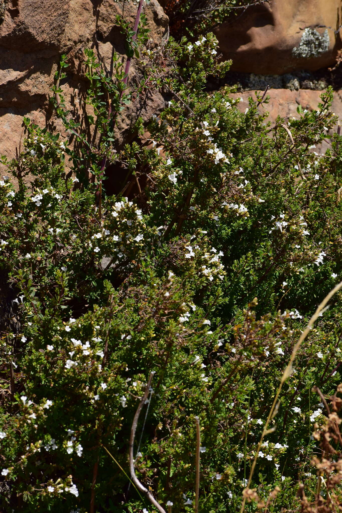 Clinopodium bolivianum (Benth.) Kuntze resmi