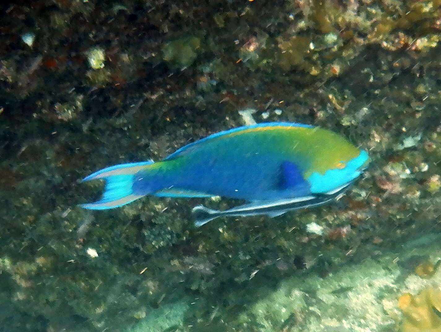 Image of Blue-faced Parrotfish