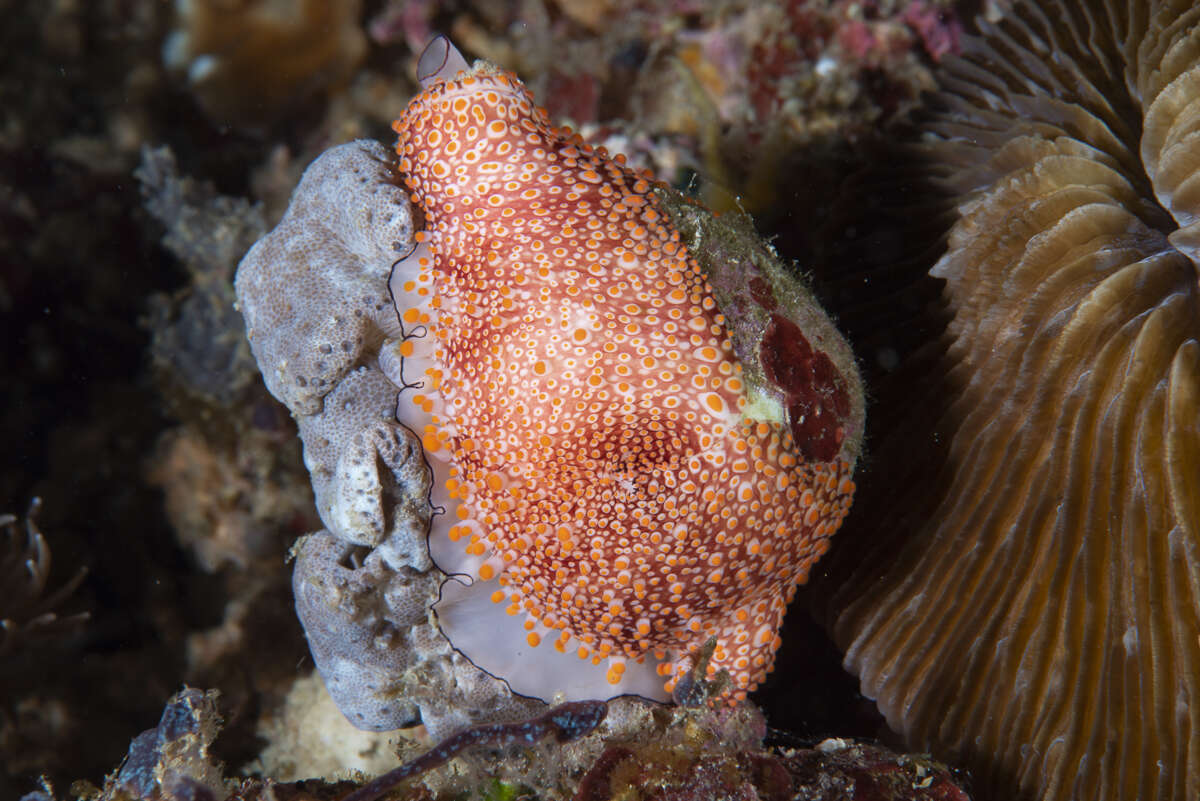 Image of Costellate egg cowrie