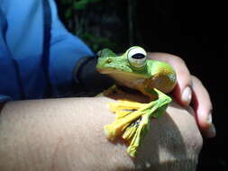 Imagem de Rhacophorus nigropalmatus Boulenger 1895