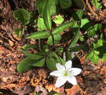 Imagem de Anemone trifolia subsp. trifolia