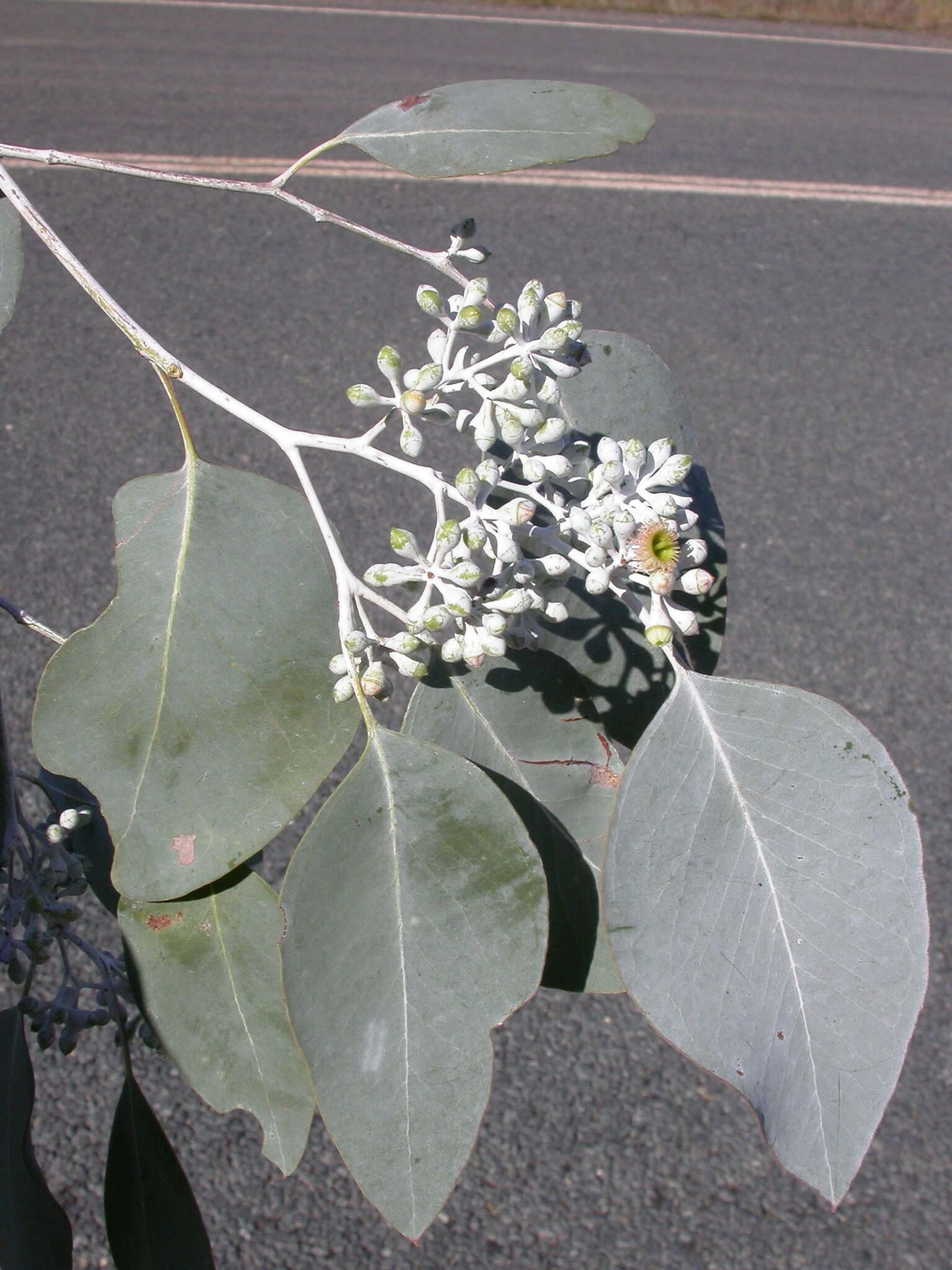 Image of Eucalyptus polyanthemos subsp. vestita L. A. S. Johnson & K. D. Hill