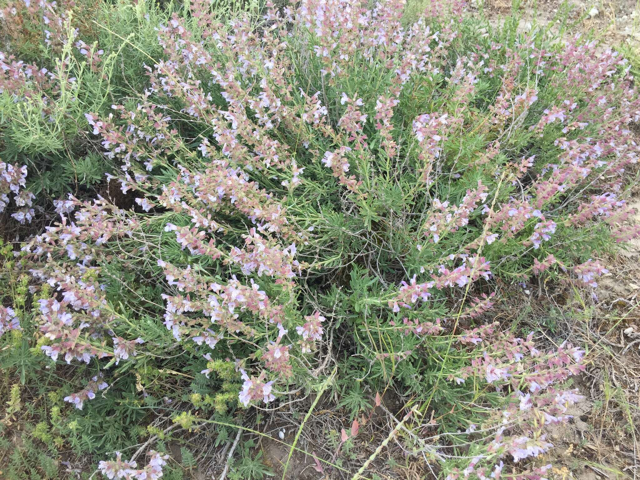 Image of Salvia wiedemannii Boiss.