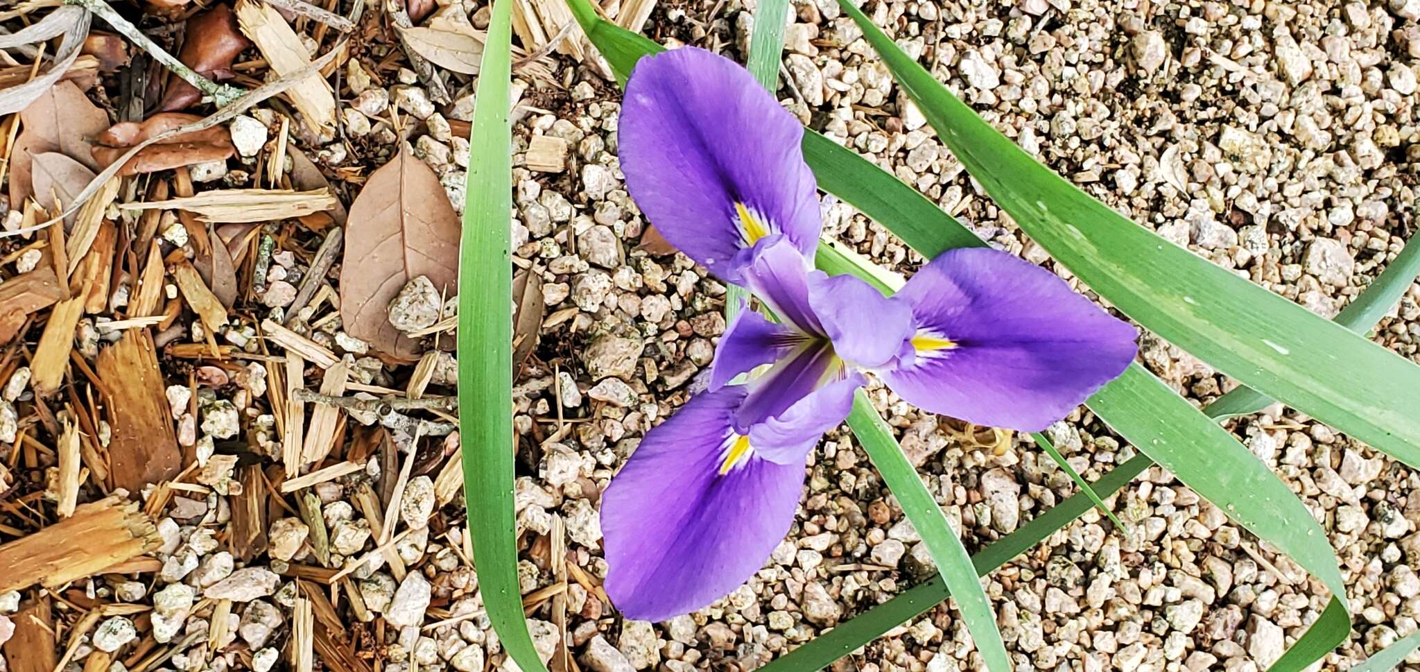 Plancia ëd Iris flexicaulis Small