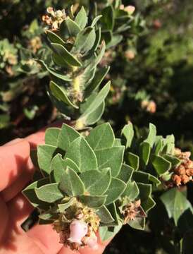 Image of whitehair manzanita