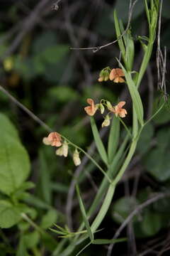 Image of Lathyrus hierosolymitanus Boiss.