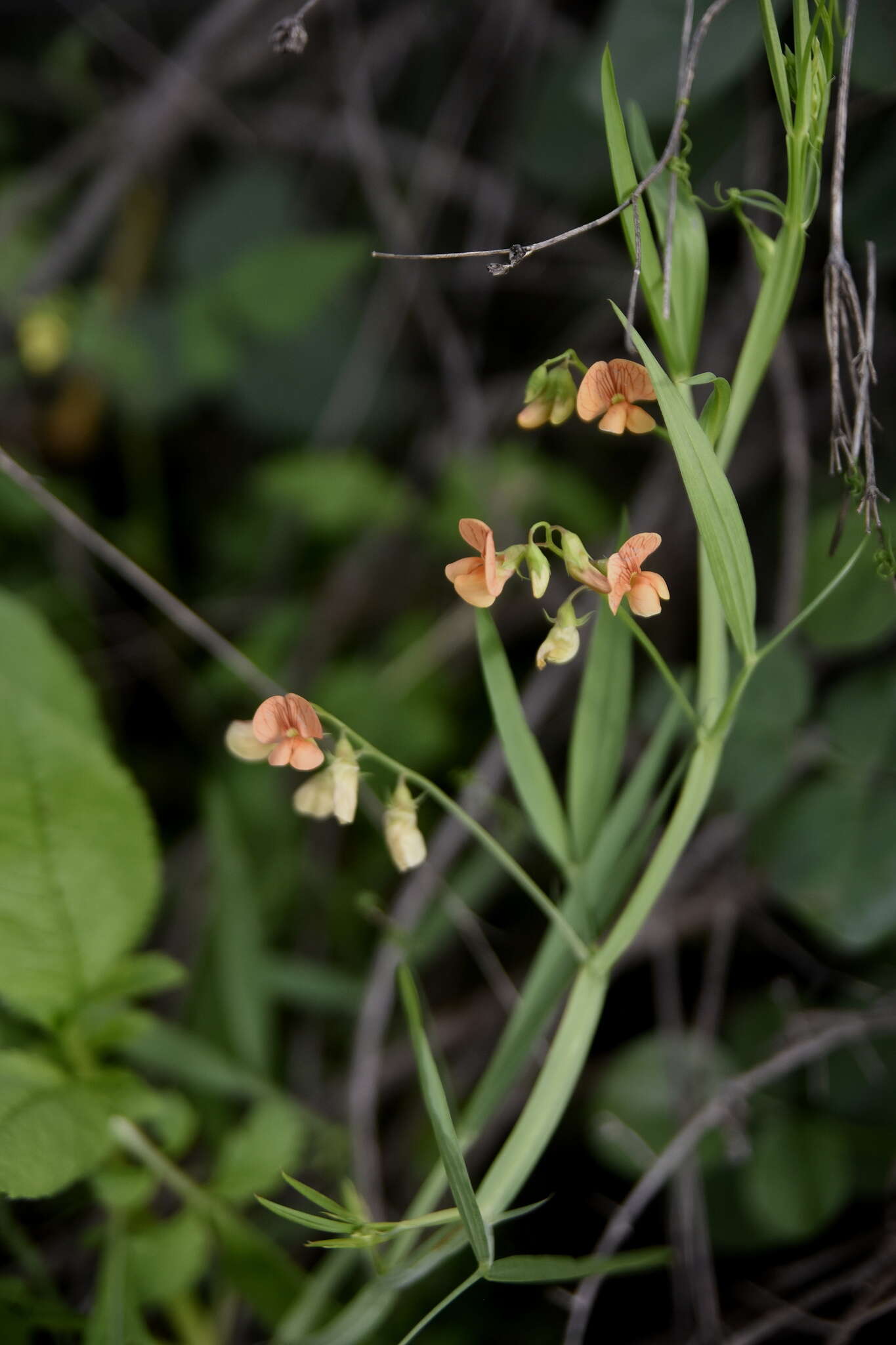 Imagem de Lathyrus hierosolymitanus Boiss.