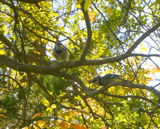 Image of Blue Jay