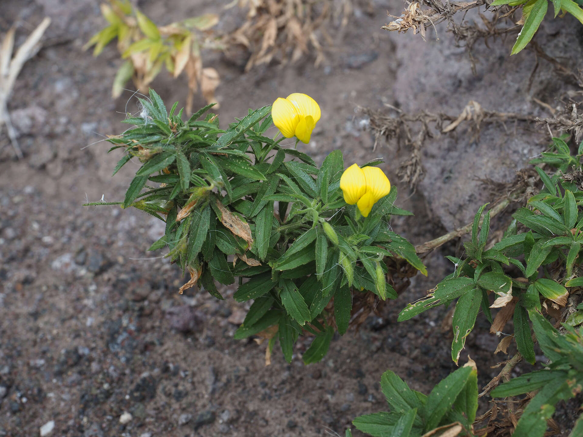 <i>Ononis angustissima</i> subsp. <i>longifolia</i>的圖片