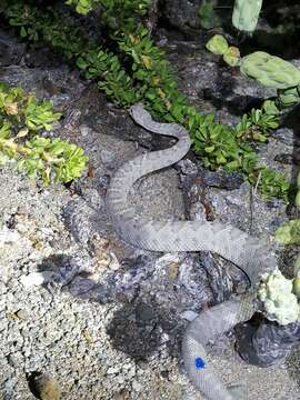 Imagem de Crotalus catalinensis Cliff 1954