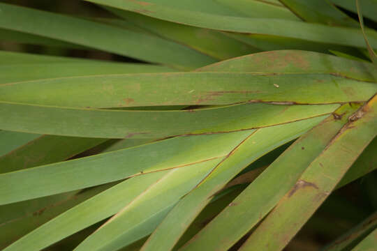 Image of Tropical Twig-Rush