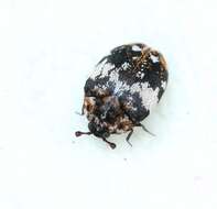 Image of Dermestid beetle