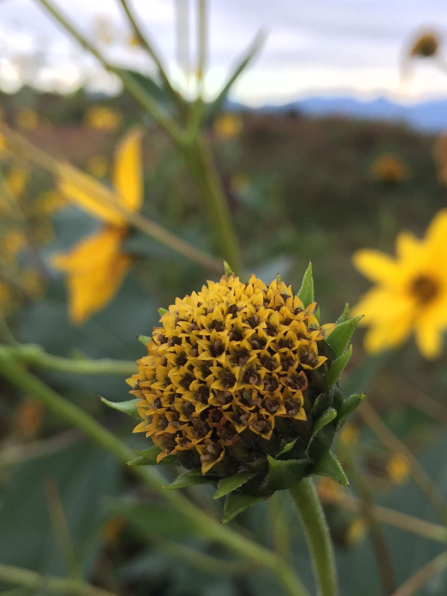 Image of cheerful sunflower