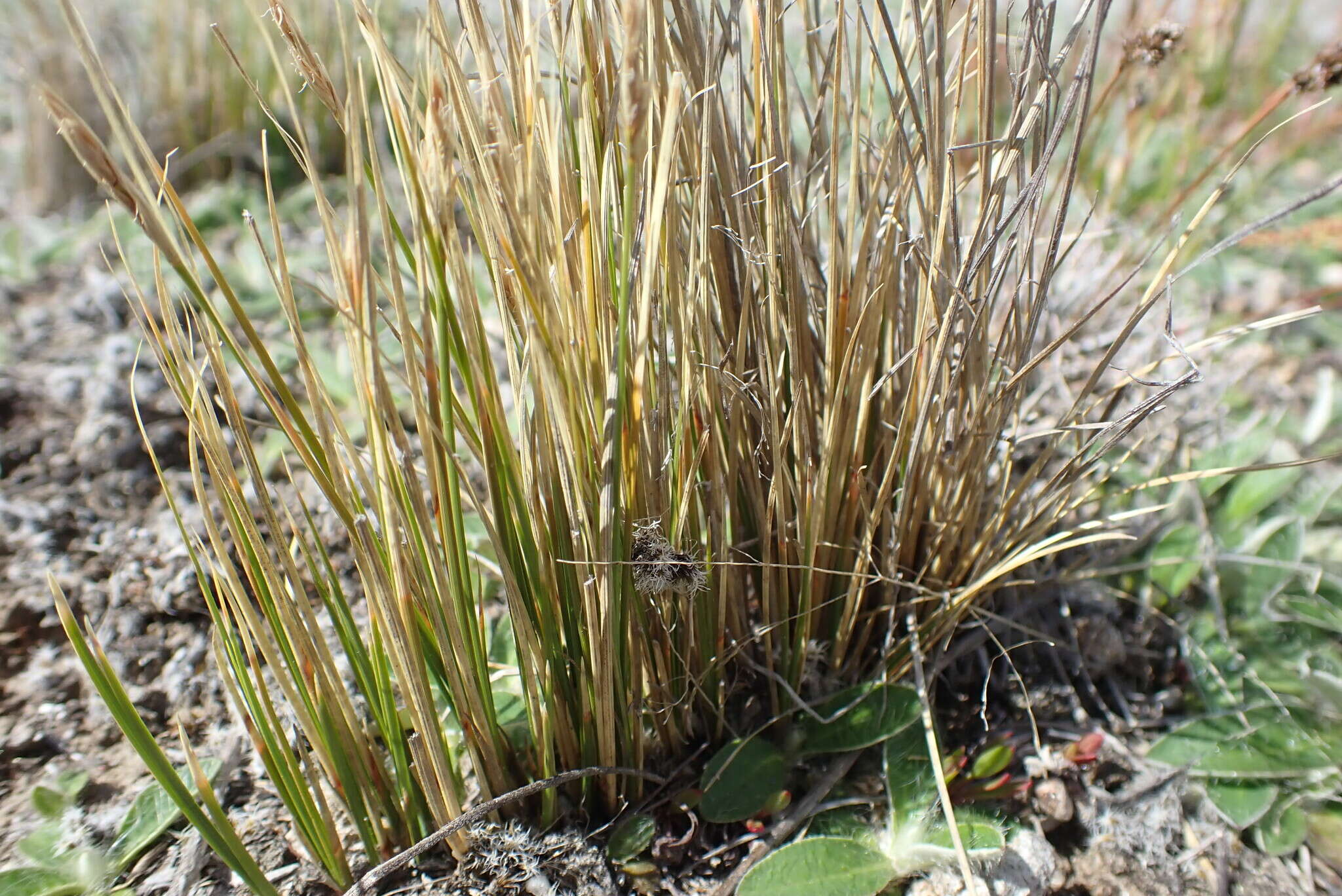 Image of Carex muelleri Petrie