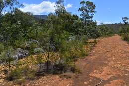 Image of Casuarina collina Poiss. ex Panch. & Sebert