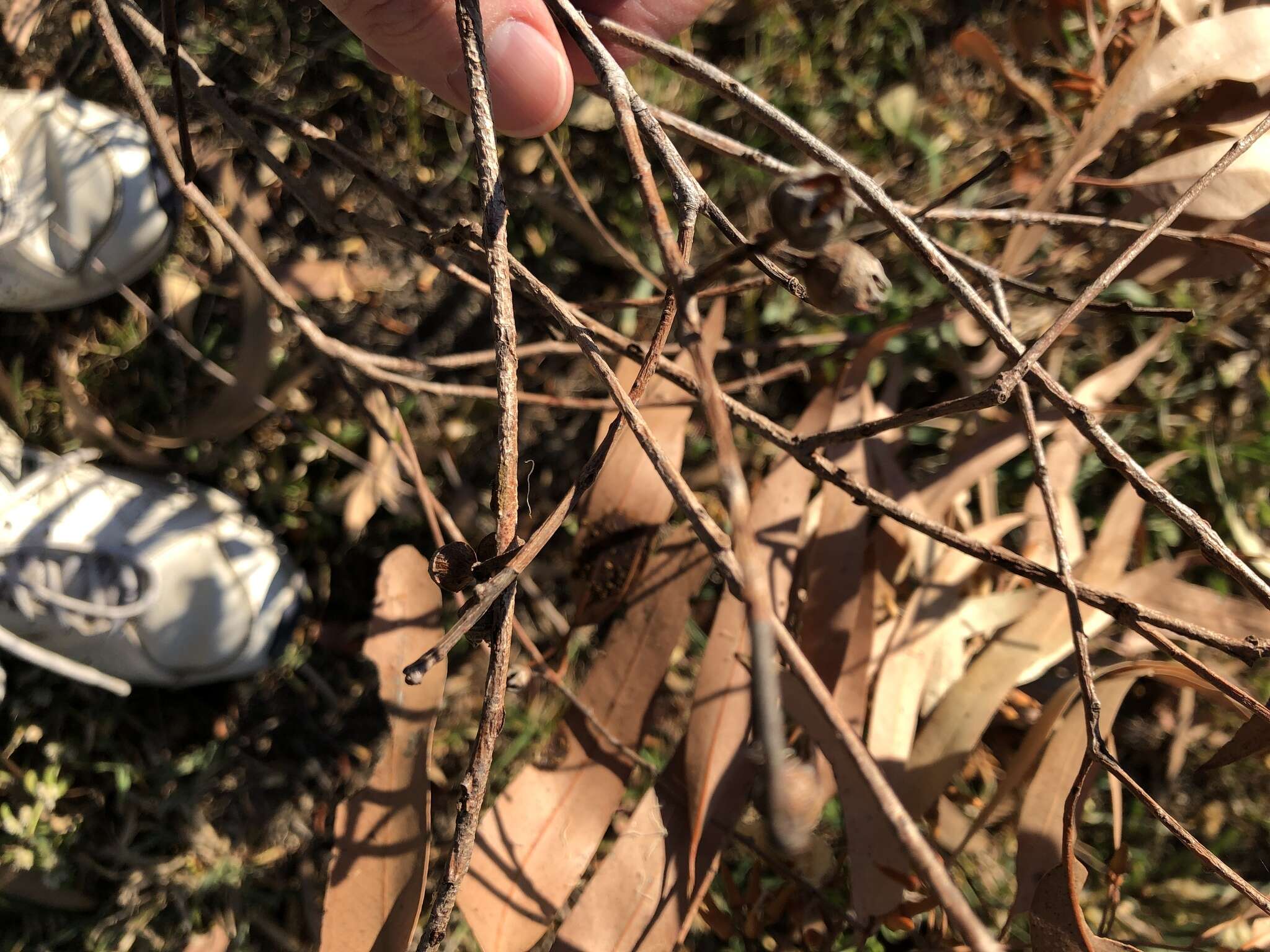 صورة Eucalyptus tereticornis subsp. tereticornis