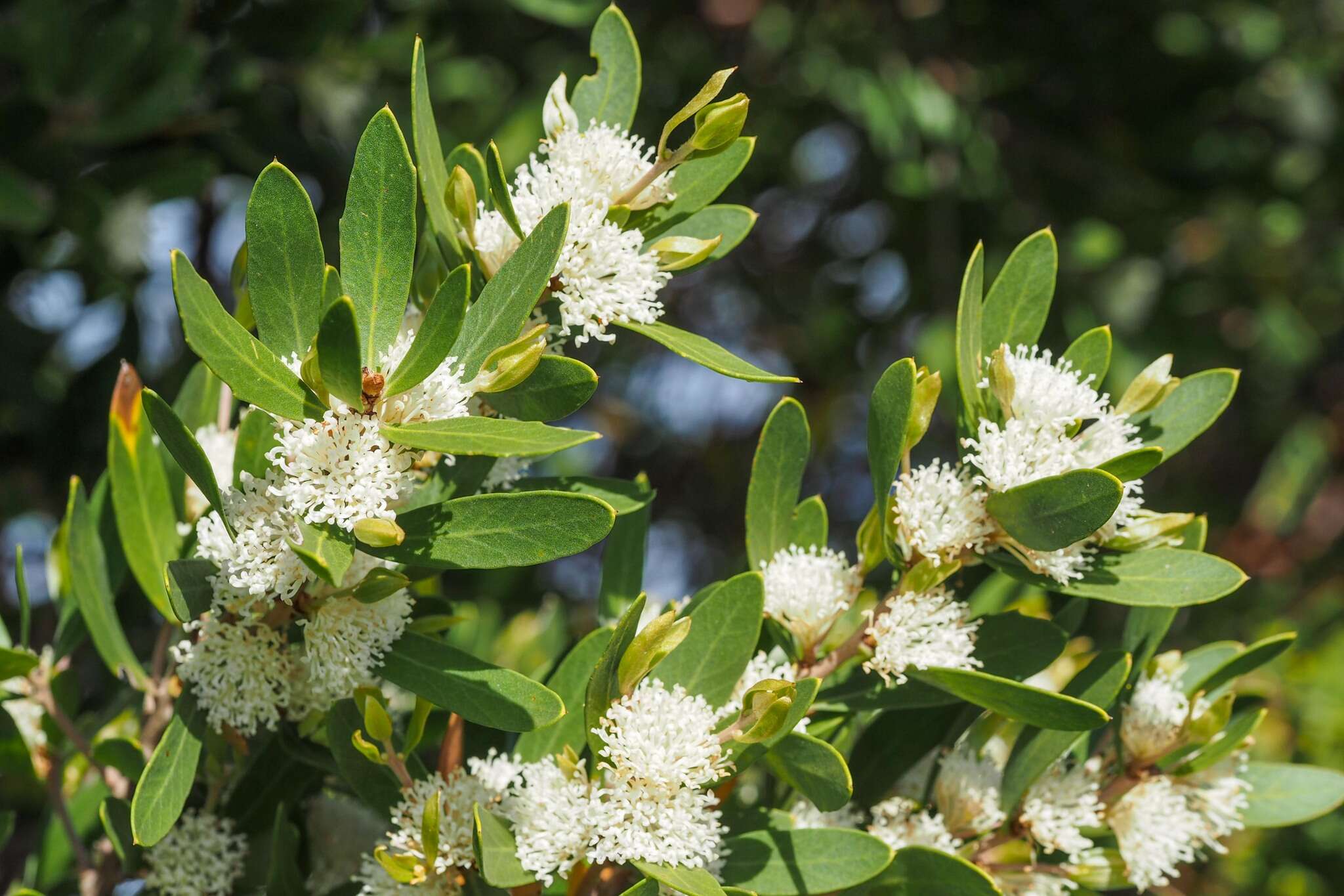 Image of Hakea oleifolia (Sm.) R. Br.