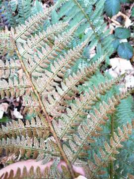 Image de Polystichum bicknellii (Christ) Hahne