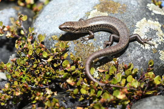 Image de Oligosoma chloronoton (Hardy 1977)